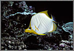 YellowRimmedButterflyfish