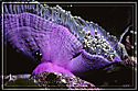 The anemone displays ethereal colors