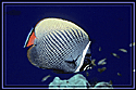 Chaetodon Collare above Coral