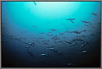 A Huge School Of Hammerheads