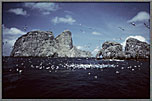Baitball Near Malpelo Islands