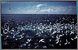 Baitball in Open Sea