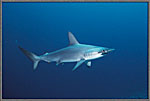Confident Hammerhead