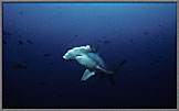 Face Of Hammerhead Shark