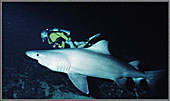 Heinz With a Giant Deep Raggie Drafahlscan