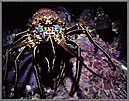 Lobster And Shadowy Fish