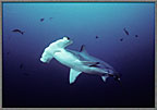 Looking Up At Hammerheads Face