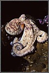 Octopus Sitting On Coral