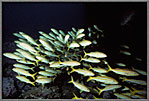 Schooling Goatfish Close