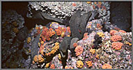 Tangle Of Huge Morays