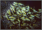 Thick School Of Snappers