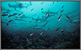 Tropical Fish And Hammerheads!