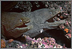 Two Moray Portrait