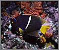 White-Striped Angelfish