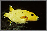 Yellow Pufferfish Arothron