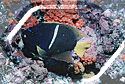 White-Stripped Angelfish!!!