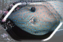 Face of Scrawled Filefish!!!