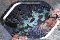 A Calico Bass hides amid Cup Corals.