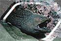 One of the countless Moray Eels in Malpelo!