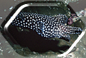 A Spotted Pufferfish in Malpelo!