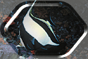 The dainty Moorish Idol Fish of Malpelo!