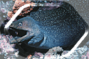 Moray Eel in Malpelo!