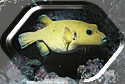 An Orange Pufferfish in Malpelo!