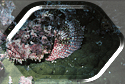 A scary Scorpionfish of Malpelo!!!!