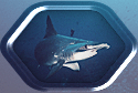 Hammerhead for Your Eyes Only!