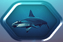 Hammerhead