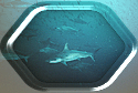 Hammerhead