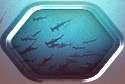 Hammerhead