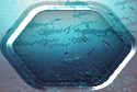 Hammerhead