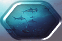 Hammerhead