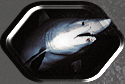Raggie Tooth Tiger Shark