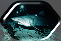 Raggie Tooth Tiger Shark