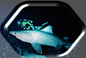 Raggie Tooth Tiger Shark
