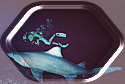 Raggie Tooth Tiger Shark