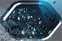 Tropical fish swarming all around!!!