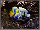 Adolescent Imperial Angelfish