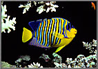 King Angelfish known asPygoplites.