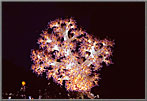 Multicolored Soft Coral Colony.