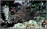 Rhinopias Scorpionfish camouflaged.
