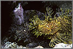 Yellow and black Rhinopias.