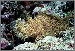 Mustard Yellow colored Rhinopias Scorpionfish.