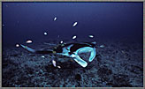 Cleaners Swarm Over Manta Ray