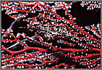Ghost Pipefish Almost Disappears In Coral