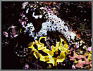 Nudibranch With Egg Ribbon