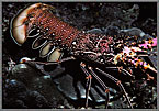 Painted Lobster