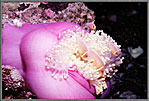 Palau Pink Anemone